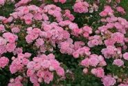 Rosa Flirt 2011, 2l podā
