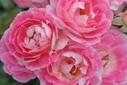 Rosa Flirt 2011, 2l podā