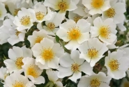 Rosa Sonnenröschen, 2l podā