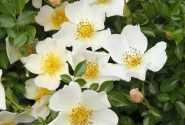 Rosa Sonnenröschen, 2l podā
