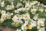 Rosa Sonnenröschen, 2l podā
