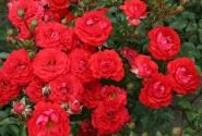 Rosa Zwergenfee, 2l podā