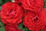 Rosa Zwergenfee, 2l podā