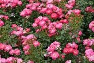 Rosa Charmant, 2l podā