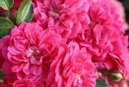 Rosa Roxy, 2l podā