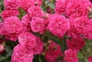 Rosa Roxy, 2l podā