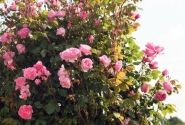 Rosa Kiss me Kate