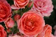 Rosa Mandarin