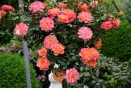 Rosa Mandarin