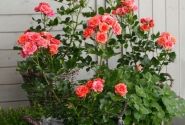 Rosa Mandarin, 2l podā