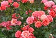Rosa Mandarin, 2l podā