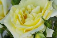 Rosa Limona, augststumbrs 80cm