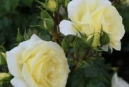 Rosa Limona, augststumbrs 80cm