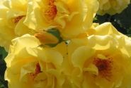 Rosa Golden Gate, 2l podā