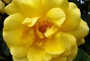 Rosa Golden Gate, 2l podā