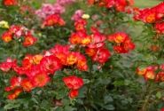 Rosa Summer of Love, 2l podā