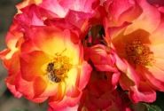 Rosa Summer of Love, 2l podā