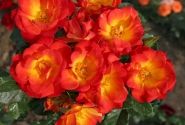Rosa Summer of Love, 2l podā