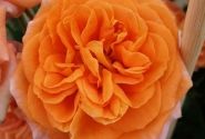 Rosa Mango, augststumbrs 80cm