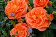 Rosa Mango, augststumbrs 80cm
