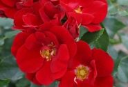 Rosa Marondo, 2l podā