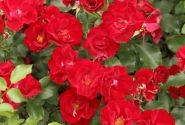 Rosa Marondo, 2l podā