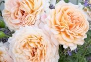 Rosa Großherzogin Luise, 2l podā