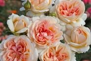 Rosa Großherzogin Luise, 2l podā