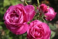 Rosa Carmen Würth, augststumbrs 80cm