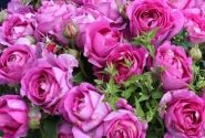 Rosa Carmen Würth, augststumbrs 80cm