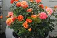 Rosa Phoenix