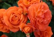 Rosa Phoenix