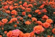 Rosa Phoenix, 2l podā