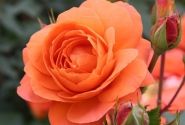 Rosa Phoenix, 2l podā