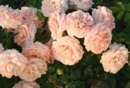 Rosa Cremosa, 2l podā