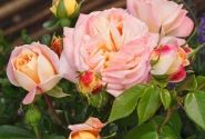 Rosa Concorde, augststumbrs 80cm
