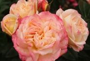 Rosa Concorde, augststumbrs 80cm