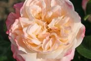 Rosa Concorde, augststumbrs 80cm