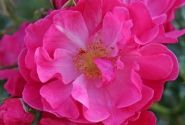 Rosa Hotline, 2l podā