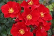 Rosa Alexander von Humboldt, 2l podā