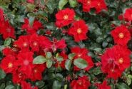 Rosa Alexander von Humboldt, 2l podā
