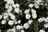 Rosa Weisse Wolke