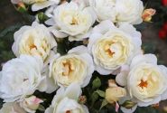 Rosa Weisse Wolke
