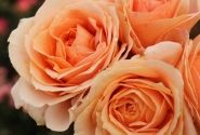 Rosa Impala, augststumbrs 80cm