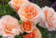 Rosa Impala, augststumbrs 80cm