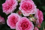 Rosa Amica, augststumbrs 80cm