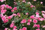 Rosa Amica, 2l podā