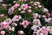 Rosa Roselina