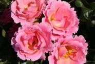 Rosa Roselina