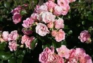 Rosa Roselina